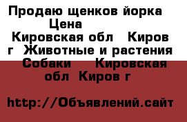 Продаю щенков йорка  › Цена ­ 15 000 - Кировская обл., Киров г. Животные и растения » Собаки   . Кировская обл.,Киров г.